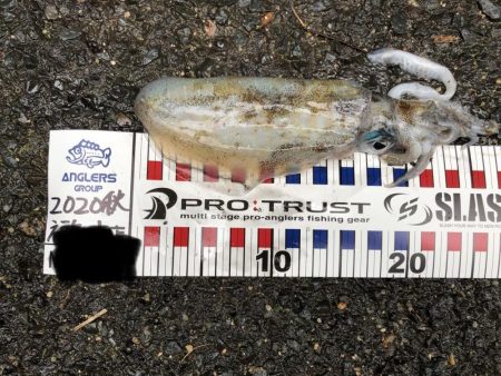 シャローで良型Hit!