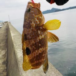 秋イカ釣れます