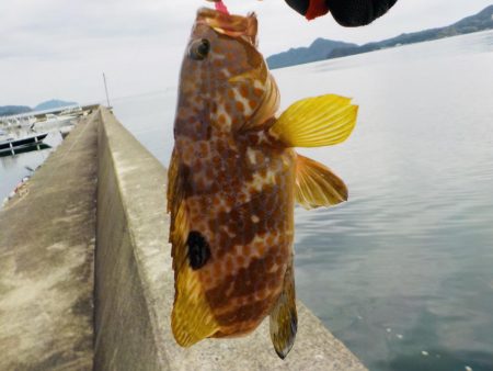 秋イカ釣れます