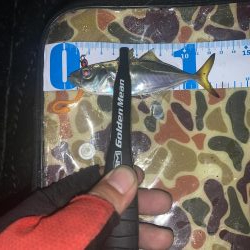 アジ渋いっす(汗)