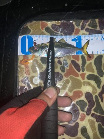 アジ渋いっす(汗)