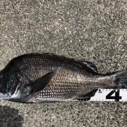 イチノ兄弟、釣果！