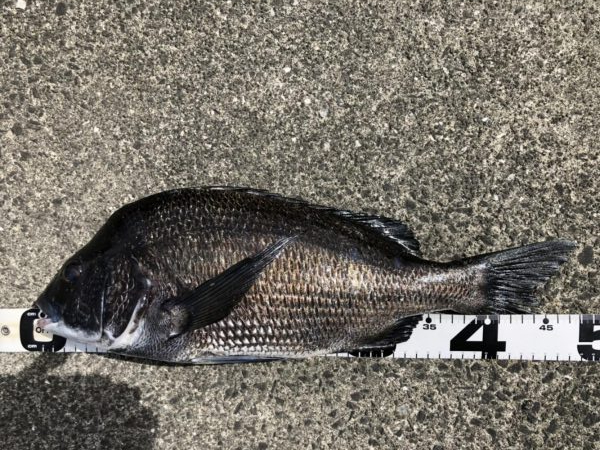 イチノ兄弟、釣果！