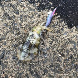 初めての間人エギング