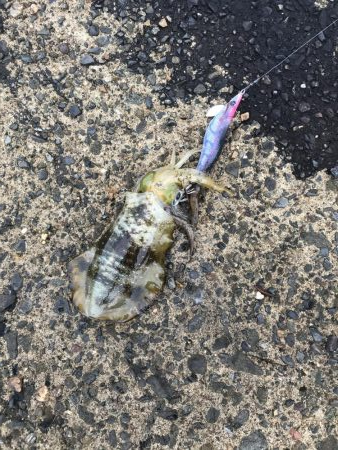 初めての間人エギング