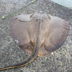 アジは好調エイ地獄