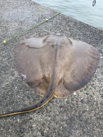 アジは好調エイ地獄