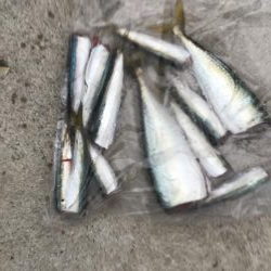 ジクサビキとアジで呑ませ