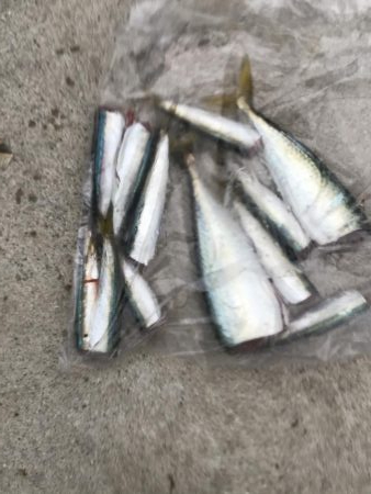 ジクサビキとアジで呑ませ