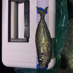 短時間でアジング入れ食い！！！