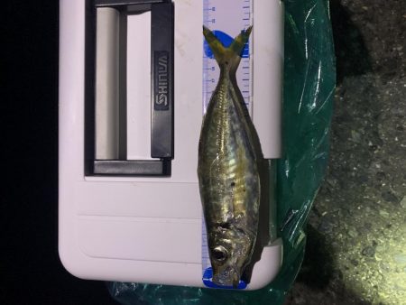 短時間でアジング入れ食い！！！