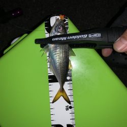 此処は大阪湾奥？