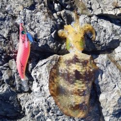 イカの気持ち１