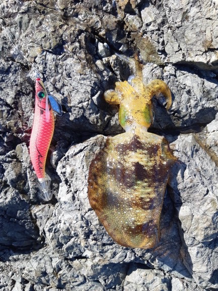 イカの気持ち１