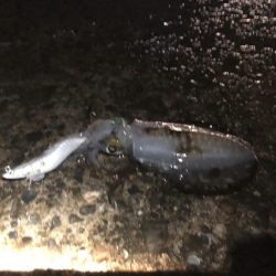 夕方からランガンエギング