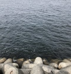 久しぶりの青物