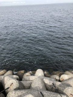 久しぶりの青物