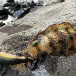 今シーズン初のアオリイカ