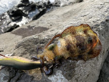 今シーズン初のアオリイカ