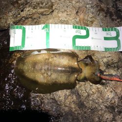 2020 佐渡ヶ島エギング 7回目