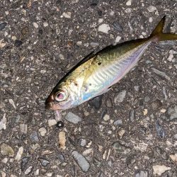 アジング釣行