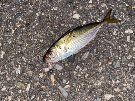 アジング釣行