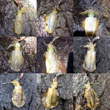 2020 佐渡ヶ島エギング 8回目