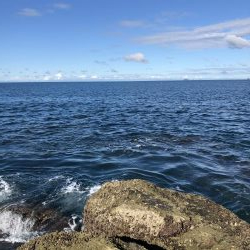 ハマチ！イカ！タチウオ！