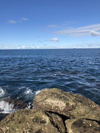 ハマチ！イカ！タチウオ！