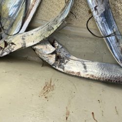 太刀魚まあまあハマチ何処へ