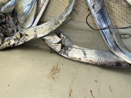 太刀魚まあまあハマチ何処へ