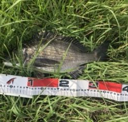 コスモ ジギング