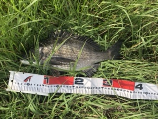 コスモ ジギング