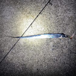 連続釣行じあいが短い！