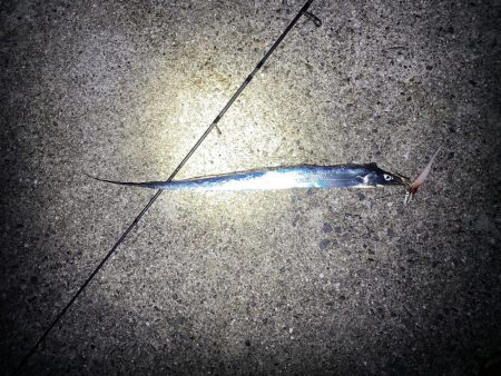 連続釣行じあいが短い！