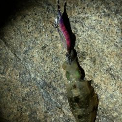 今年の初アオリ