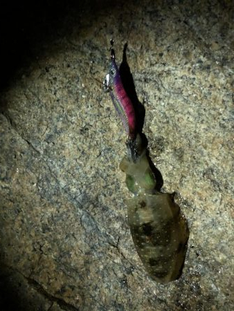 今年の初アオリ