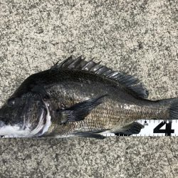 イチノ兄弟、釣果！