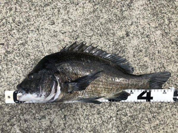 イチノ兄弟、釣果！