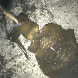 簡単で楽しい!秋のアオリイカ釣行!