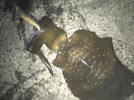 簡単で楽しい!秋のアオリイカ釣行!