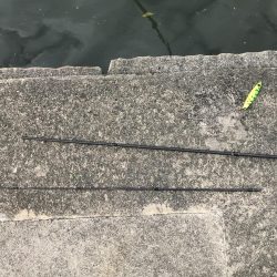 竿が折れた釣行