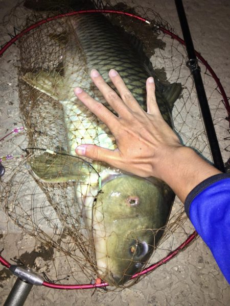 鯉の釣り場100回コツコツと
