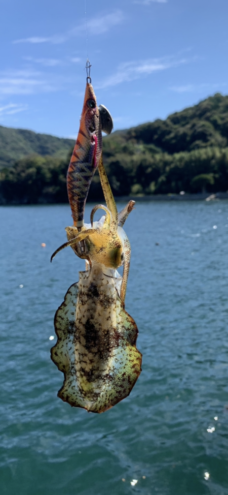 イカ調査がカマス三昧