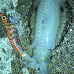 前回と同じポイント