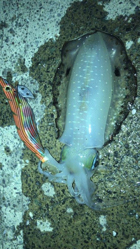 前回と同じポイント