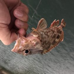 サナギフカセ3rd