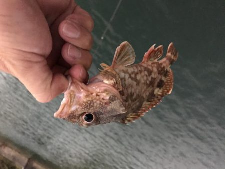 サナギフカセ3rd