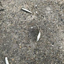 渋いし、涼しい