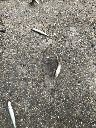 渋いし、涼しい